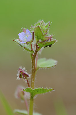 BUITEN BEELD Foto: 87237