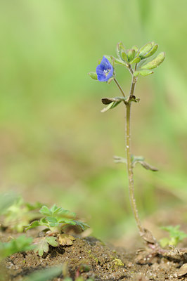 BUITEN BEELD Foto: 87239