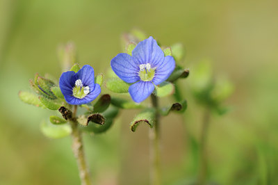 BUITEN BEELD Foto: 87244