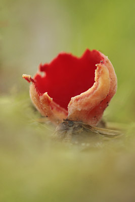 BUITEN BEELD Foto: 87334