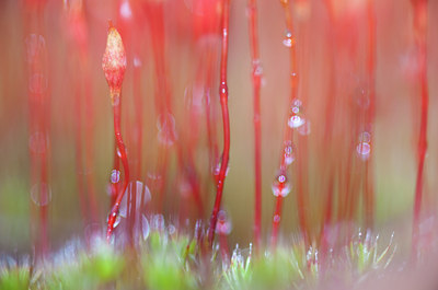 BUITEN BEELD Foto: 87354