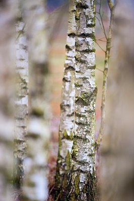 BUITEN BEELD Foto: 87361
