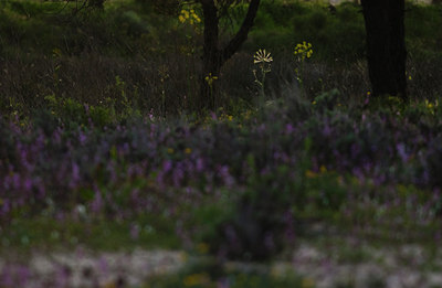 BUITEN BEELD Foto: 87365