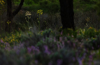 BUITEN BEELD Foto: 87366