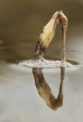 BUITEN BEELD Foto: 87379