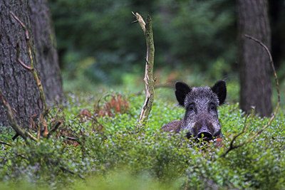BUITEN BEELD Foto: 87401