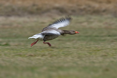 BUITEN BEELD Foto: 87474