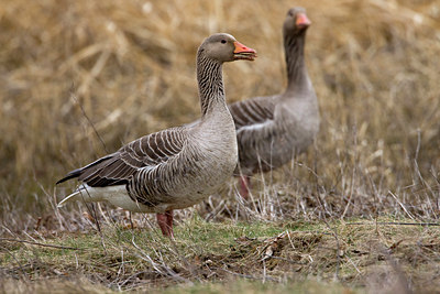 BUITEN BEELD Foto: 87475