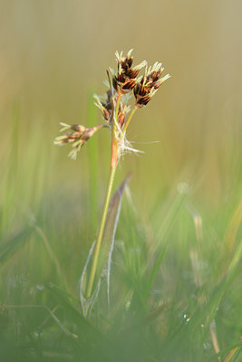 BUITEN BEELD Foto: 87485