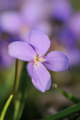 BUITEN BEELD Foto: 87490