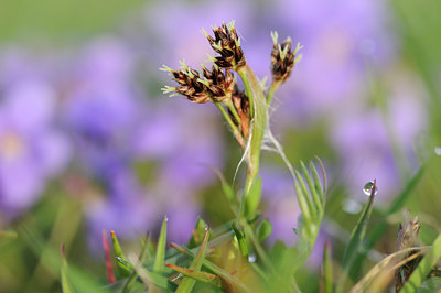 BUITEN BEELD Foto: 87491