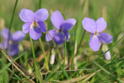 BUITEN BEELD Foto: 87495