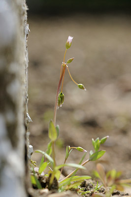 BUITEN BEELD Foto: 87511