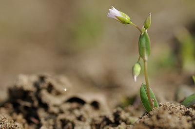 BUITEN BEELD Foto: 87512