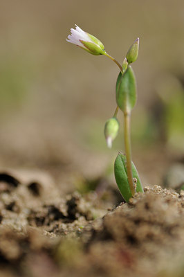 BUITEN BEELD Foto: 87515