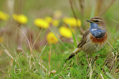 BUITEN BEELD Foto: 87562