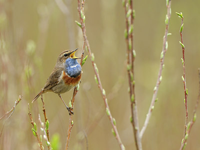 BUITEN BEELD Foto: 87563