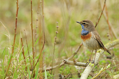 BUITEN BEELD Foto: 87566