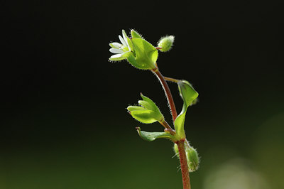 BUITEN BEELD Foto: 87747