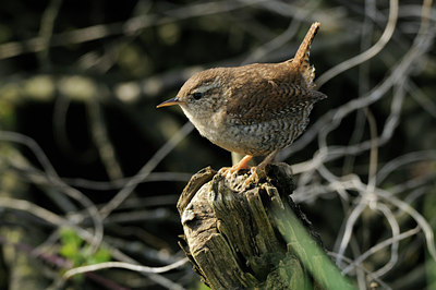 BUITEN BEELD Foto: 87792