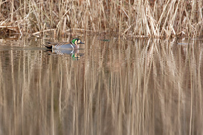 BUITEN BEELD Foto: 87802