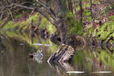 BUITEN BEELD Foto: 87808