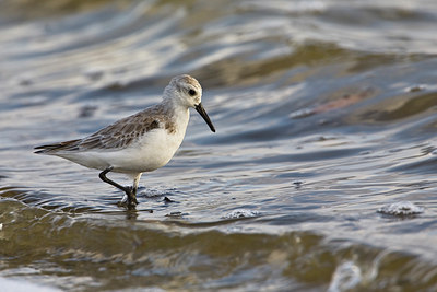 BUITEN BEELD Foto: 87828