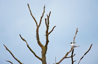 BUITEN BEELD Foto: 87838