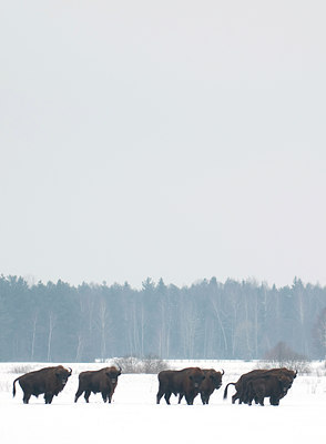 BUITEN BEELD Foto: 87882