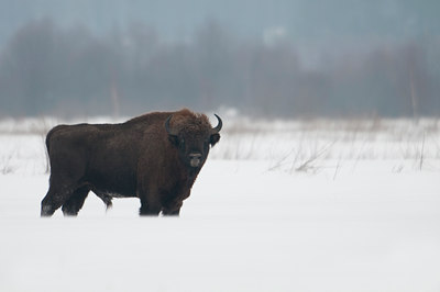 BUITEN BEELD Foto: 87888
