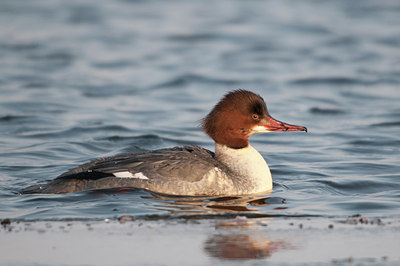 BUITEN BEELD Foto: 87893