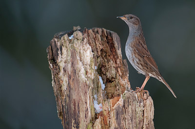 BUITEN BEELD Foto: 87894
