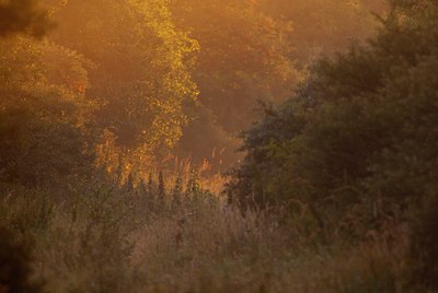 BUITEN BEELD Foto: 87910