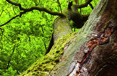BUITEN BEELD Foto: 87913