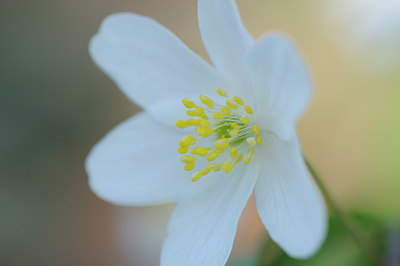 BUITEN BEELD Foto: 87936
