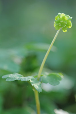 BUITEN BEELD Foto: 87951