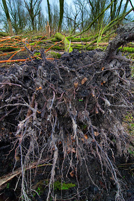 BUITEN BEELD Foto: 88107
