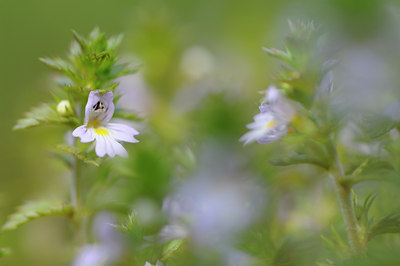 BUITEN BEELD Foto: 88136