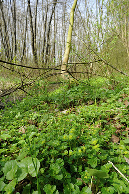 BUITEN BEELD Foto: 88156