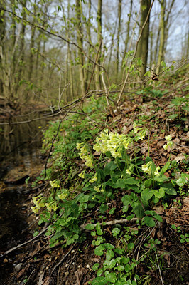 BUITEN BEELD Foto: 88161