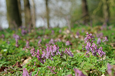 BUITEN BEELD Foto: 88171