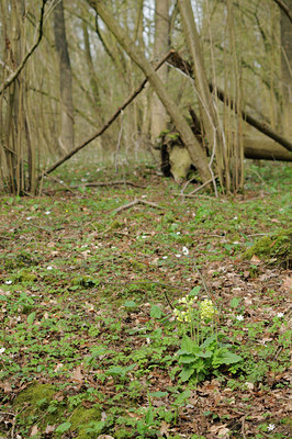 BUITEN BEELD Foto: 88178