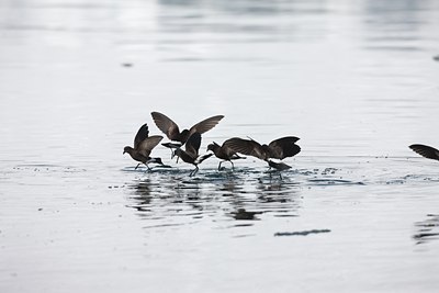 BUITEN BEELD Foto: 88225