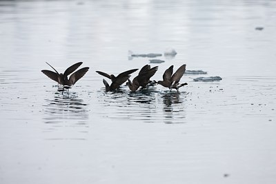 BUITEN BEELD Foto: 88226