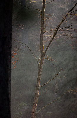 BUITEN BEELD Foto: 88233