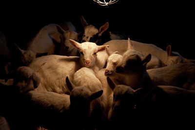BUITEN BEELD Foto: 88269