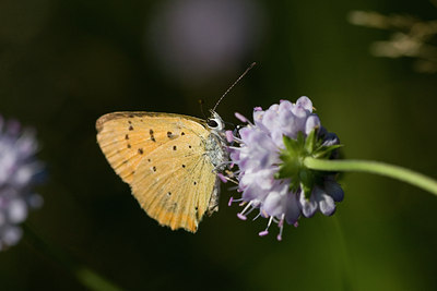 BUITEN BEELD Foto: 88271