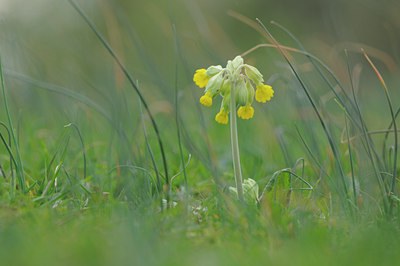 BUITEN BEELD Foto: 88294