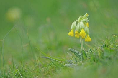 BUITEN BEELD Foto: 88296