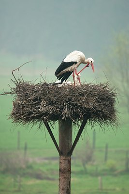 BUITEN BEELD Foto: 88307